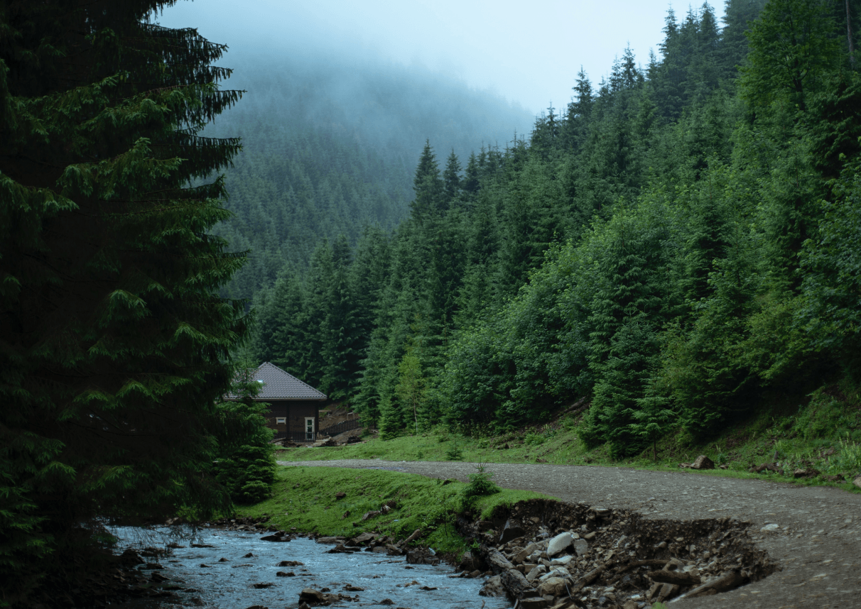 carpathian forest